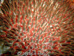 crown of thorns by Jessica Hugo 
